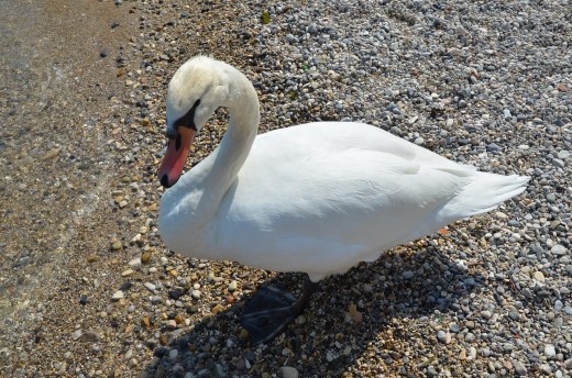 One of the many swans on the lake