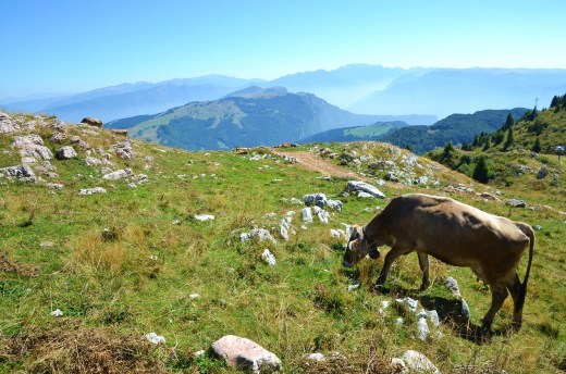 Cows with bells in the mountains
