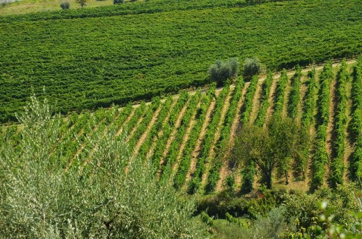 Chiantic countryside