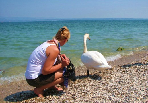 This swan is playing hard to get.