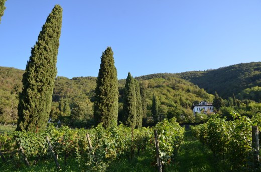 Villa Barberina vineyard