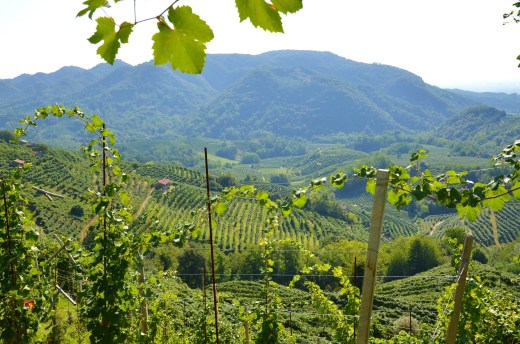 Along the Strada Del Prosecco