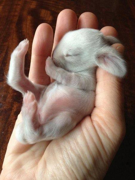 Probably one of the sweetest bunny pictures I've ever seen