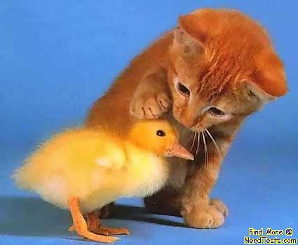 Kittenand baby duck, also pretty cute