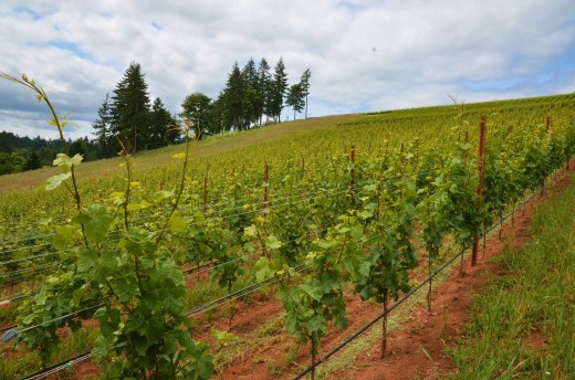 The vines behind the tasting room at Purple hands