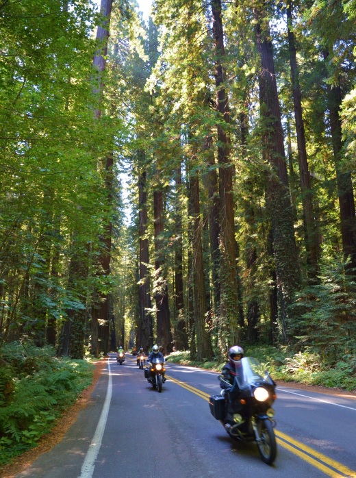 Riding the Avenue of the Giants