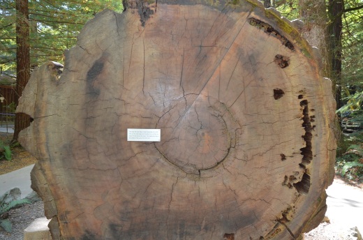 A cross section of a big tree at the visitor's center
