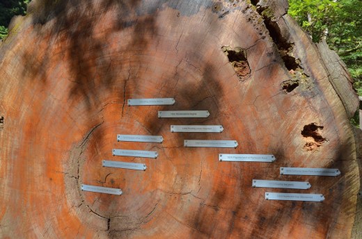 Tree cross section marked with an historical time line