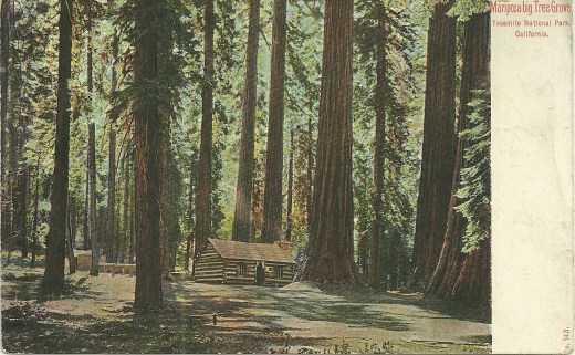 A photograph of Mariposa big Tree Groves, Yosemite National Park, California, turned into a postcard. It was also printed in Germany, and postmarked May 1909.