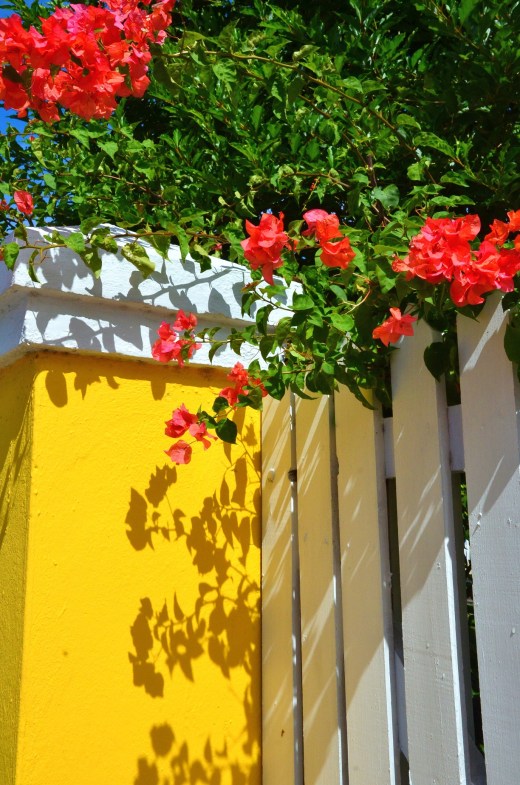 A pretty fence along the road