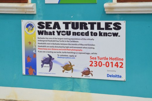We saw turtle signs but no turtles