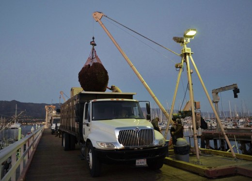 Sea Urchins being loaded onto a truck on the Santa Barbara pier
