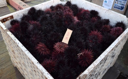 Freshly caught Sea Urchins
