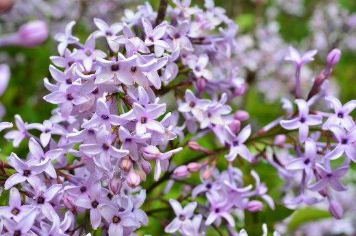 good lilac
