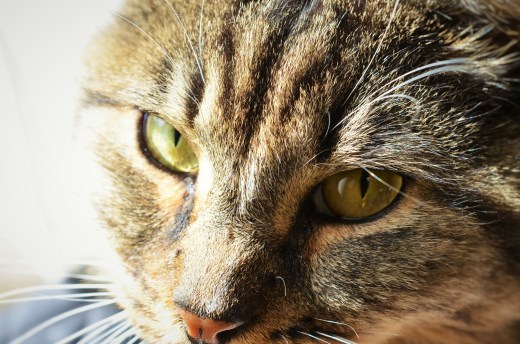 Wee Willie closeup (2)