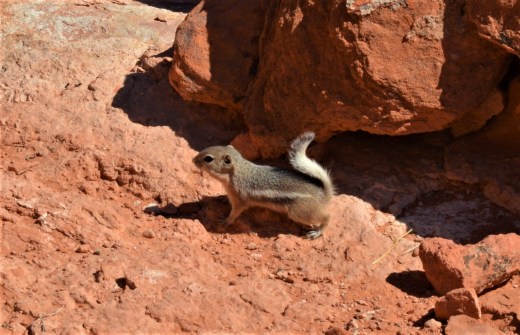 antelope ground squirrel