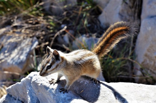 chipmunk