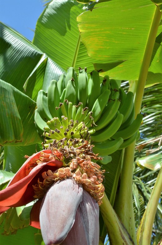 banana plant