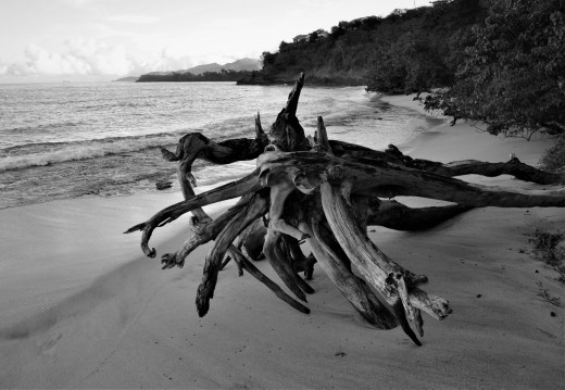 drift wood