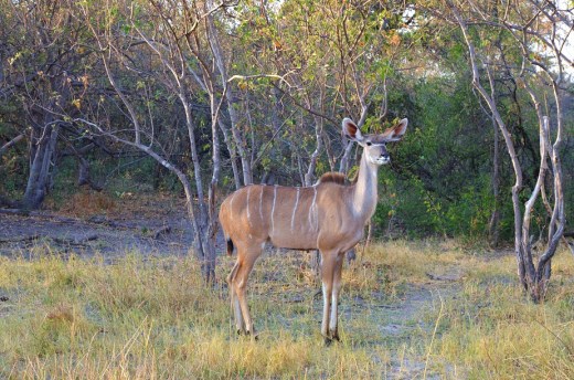 Kudu