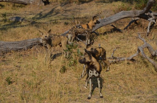 wild dogs 2