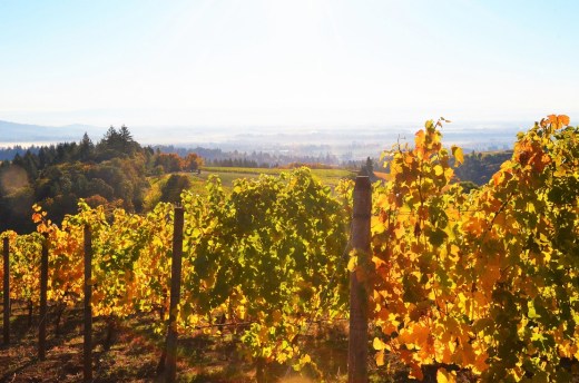 Willamette Valley vines