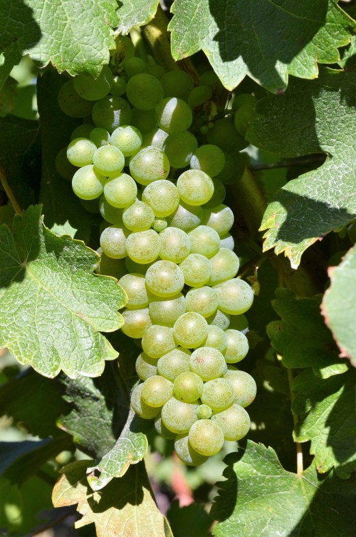 green grapes