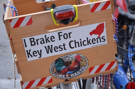 chicken bumper sticker