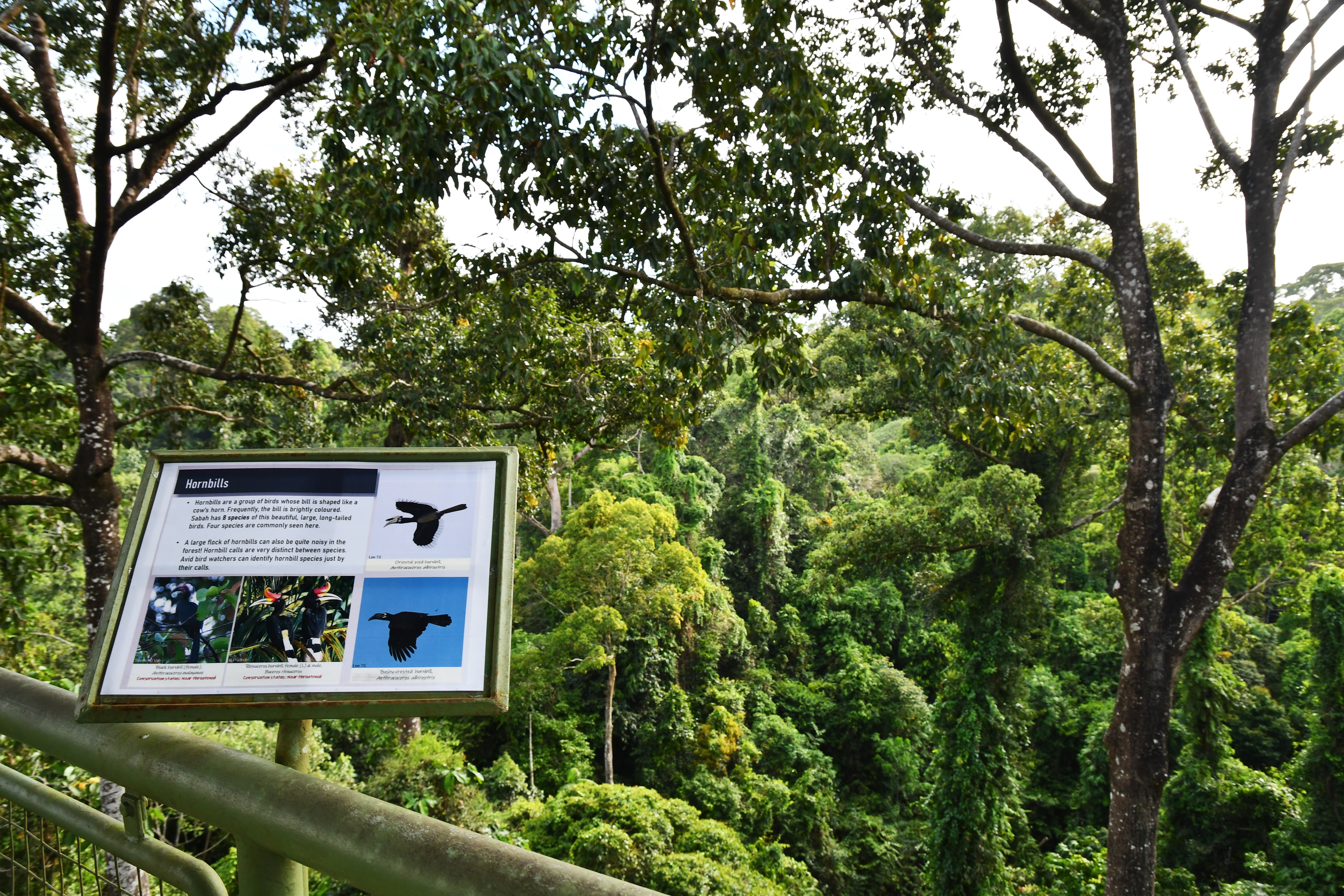 In search of the Wild Man Of Borneo, the Orang-utan. | A